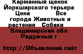 Карманный щенок Йоркширского терьера › Цена ­ 30 000 - Все города Животные и растения » Собаки   . Владимирская обл.,Радужный г.